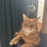 Garfield Garfield European Shorthair (Européen) Mâle - Garde d'animaux à domicile