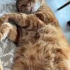 Images de profil de Emma - Blooming Pets - Petsitting et garde d'animaux à domicile