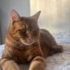Images de profil de Emma - Blooming Pets - Petsitting et garde d'animaux à domicile