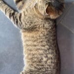 Swiffer   Toyger Mâle stérilisé - Garde d'animaux à domicile