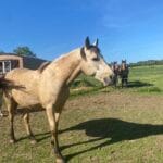 Ioupendi   Origine Constatée (OC) Femelle - Garde d'animaux à domicile