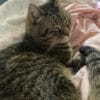 Images de profil de Sarah - Blooming Pets - Petsitting et garde d'animaux à domicile