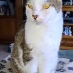 Flynn   Chat de gouttière (Commun) Mâle stérilisé - Garde d'animaux à domicile