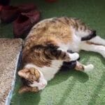 Naiche   Chat de gouttière (Commun) Mâle stérilisé - Garde d'animaux à domicile