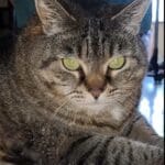 Shimé   Chat de gouttière (Commun) Femelle stérilisée - Garde d'animaux à domicile