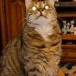 O'Neil   Chat de gouttière (Commun) Femelle stérilisée - Garde d'animaux à domicile