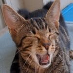 Cody   Chat de gouttière (Commun) Mâle stérilisé - Garde d'animaux à domicile