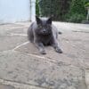 Images de profil de Sylvie - Blooming Pets - Petsitting et garde d'animaux à domicile