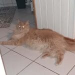 Image de profil de Sylvie - Blooming Pets - Petsitting et garde d'animaux à domicile
