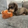 Images de profil de Manon - Blooming Pets - Petsitting et garde d'animaux à domicile