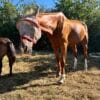 Images de profil de Manon - Blooming Pets - Petsitting et garde d'animaux à domicile