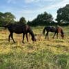 Images de profil de Manon - Blooming Pets - Petsitting et garde d'animaux à domicile