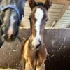 Images de profil de Manon - Blooming Pets - Petsitting et garde d'animaux à domicile