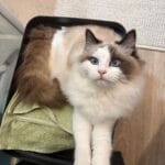 Milly   Ragdoll Femelle - Garde d'animaux à domicile