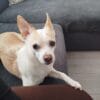 Images de profil de Coralie - Blooming Pets - Petsitting et garde d'animaux à domicile