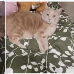 Image de profil de ludivine - Blooming Pets - Petsitting et garde d'animaux à domicile