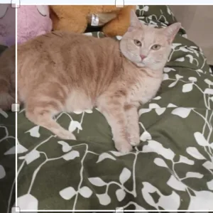Image de profil de ludivine - Blooming Pets - Petsitting et garde d'animaux à domicile