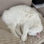 Snow   Angora Turc Mâle stérilisé - Garde d'animaux à domicile