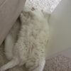 Images de profil de Clara - Blooming Pets - Petsitting et garde d'animaux à domicile