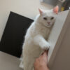 Images de profil de Clara - Blooming Pets - Petsitting et garde d'animaux à domicile
