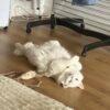 Images de profil de Clara - Blooming Pets - Petsitting et garde d'animaux à domicile