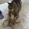 Images de profil de Clara - Blooming Pets - Petsitting et garde d'animaux à domicile