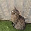Images de profil de Clara - Blooming Pets - Petsitting et garde d'animaux à domicile