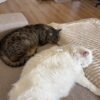 Images de profil de Clara - Blooming Pets - Petsitting et garde d'animaux à domicile