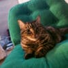 Images de profil de Arantza - Blooming Pets - Petsitting et garde d'animaux à domicile