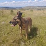 Mila   Berger Belge Malinois Femelle - Garde d'animaux à domicile
