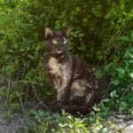 Kiara   European Shorthair (Européen) Femelle - Garde d'animaux à domicile