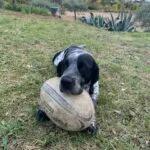 Porthos   Croisé Mâle - Garde d'animaux à domicile