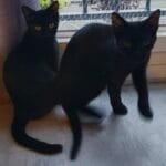 Image de profil de Marine - Blooming Pets - Petsitting et garde d'animaux à domicile