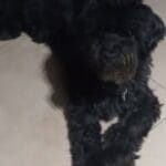Zouzoi   Croisé Mâle stérilisé - Garde d'animaux à domicile