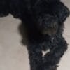 Images de profil de Marley - Blooming Pets - Petsitting et garde d'animaux à domicile