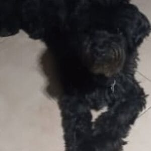 Images de profil de Marley - Blooming Pets - Petsitting et garde d'animaux Ă domicile