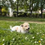 Bouchka   Jack Russell Terrier Femelle - Garde d'animaux à domicile