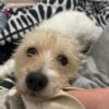 Images de profil de Helena - Blooming Pets - Petsitting et garde d'animaux à domicile