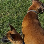 Image de profil de Melissa - Blooming Pets - Petsitting et garde d'animaux à domicile