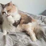 Chatouille   Persan Femelle - Garde d'animaux à domicile