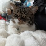 Hermès   Chat de gouttière (Commun) Mâle stérilisé - Garde d'animaux à domicile