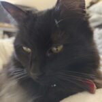 Kiomi   Chat de gouttière (Commun) Femelle stérilisée - Garde d'animaux à domicile