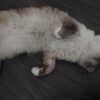 Images de profil de Elisabeta - Blooming Pets - Petsitting et garde d'animaux à domicile