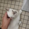 Images de profil de Elisabeta - Blooming Pets - Petsitting et garde d'animaux à domicile