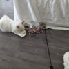 Images de profil de Elisabeta - Blooming Pets - Petsitting et garde d'animaux à domicile