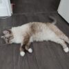 Images de profil de Elisabeta - Blooming Pets - Petsitting et garde d'animaux à domicile
