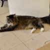 Images de profil de Elisabeta - Blooming Pets - Petsitting et garde d'animaux à domicile