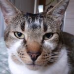 Mimichat Mimichat European Shorthair (Européen) Mùle - Garde d'animaux à domicile