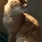 Sunny   Chat de gouttière (Commun) Mâle stérilisé - Garde d'animaux à domicile