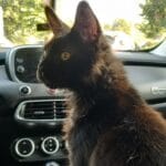 Moon   Maine Coon Femelle - Garde d'animaux à domicile